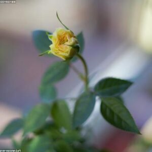 Artificial Plant Pot