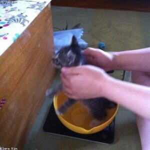 Digital Kitchen Scale